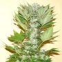 Misty Kush Regular Marijuana Strain by Nirvana For Sale Online at Cannabis Seeds Outlet