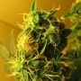 Northern Lights Auto Feminized Marijuana Strain by Nirvana For Sale Online at Cannabis Seeds Outlet
