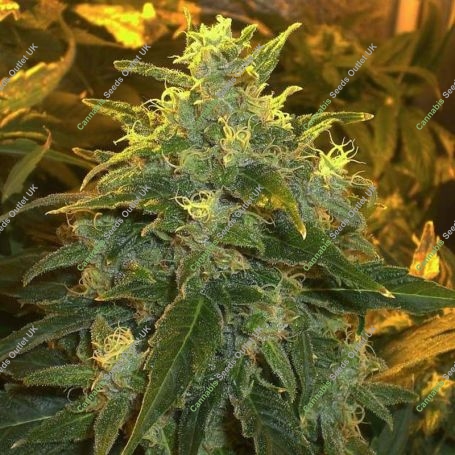 Northern Lights Regular Marijuana Strain by Nirvana For Sale Online at Cannabis Seeds Outlet
