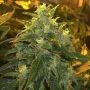 Northern Lights Regular Marijuana Strain by Nirvana For Sale Online at Cannabis Seeds Outlet