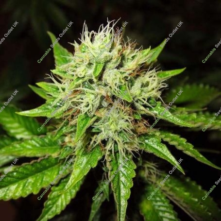OG Kush Automatic Feminized Marijuana Strain by Nirvana For Sale Online at Cannabis Seeds Outlet