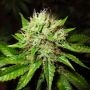 OG Kush Automatic Feminized Marijuana Strain by Nirvana For Sale Online at Cannabis Seeds Outlet