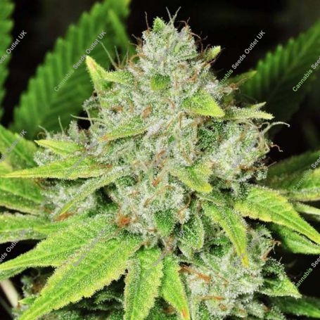 Original Glue Regular Marijuana Strain by Nirvana For Sale Online at Cannabis Seeds Outlet