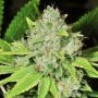 Original Glue Regular Marijuana Strain by Nirvana For Sale Online at Cannabis Seeds Outlet