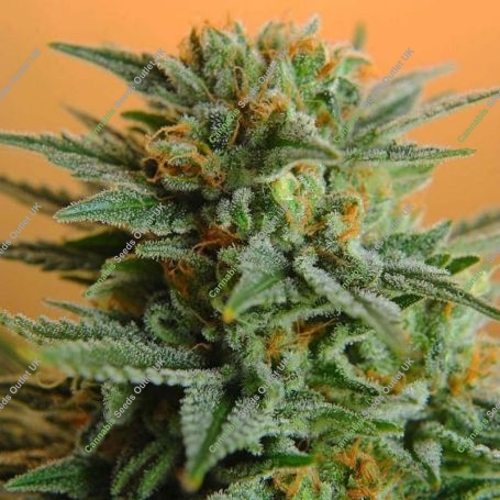 Papaya Regular Marijuana Strain by Nirvana For Sale Online at Cannabis Seeds Outlet