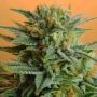 Papaya Regular Marijuana Strain by Nirvana For Sale Online at Cannabis Seeds Outlet