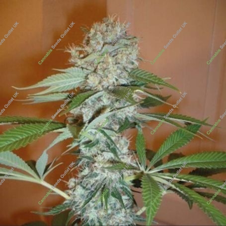 Big Bud (Pre-99) Feminized Marijuana Strain by Nirvana For Sale Online at Cannabis Seeds Outlet