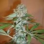 Big Bud (Pre-99) Feminized Marijuana Strain by Nirvana For Sale Online at Cannabis Seeds Outlet