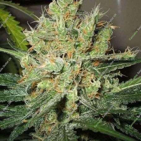 Pure Power Plant Regular Marijuana Strain by Nirvana For Sale Online at Cannabis Seeds Outlet