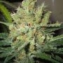 Pure Power Plant Regular Marijuana Strain by Nirvana For Sale Online at Cannabis Seeds Outlet