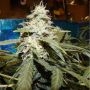 Short Rider Auto Regular Marijuana Strain by Nirvana For Sale Online at Cannabis Seeds Outlet