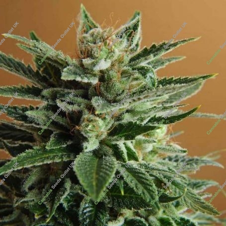 Snow Marijuana Strain by Nirvana For Sale Online at Cannabis Seeds Outlet