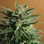 Snow Marijuana Strain by Nirvana For Sale Online at Cannabis Seeds Outlet