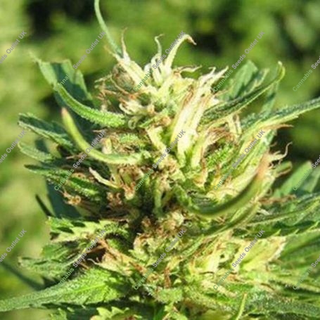 Super Skunk Regular Marijuana Strain by Nirvana For Sale Online at Cannabis Seeds Outlet