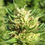 Super Skunk Regular Marijuana Strain by Nirvana For Sale Online at Cannabis Seeds Outlet