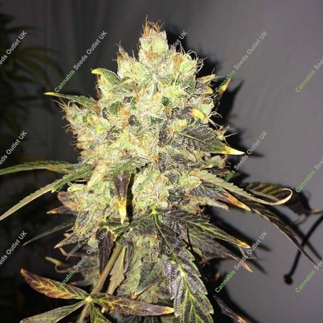 Supreme CBD Durban Feminized Marijuana Strain by Nirvana For Sale Online at Cannabis Seeds Outlet