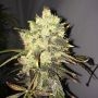 Supreme CBD Durban Feminized Marijuana Strain by Nirvana For Sale Online at Cannabis Seeds Outlet