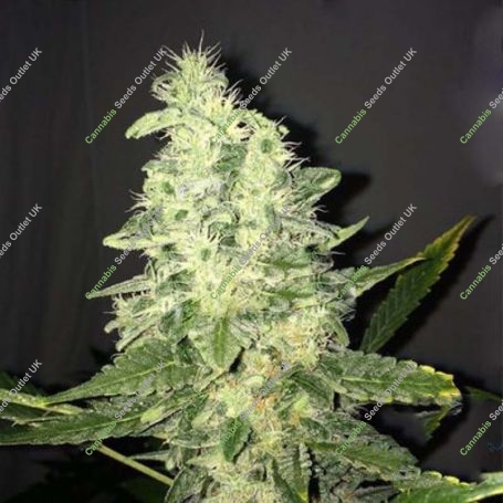 Supreme CBD Kush Feminized Marijuana Strain by Nirvana For Sale Online at Cannabis Seeds Outlet