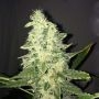 Supreme CBD Kush Feminized Marijuana Strain by Nirvana For Sale Online at Cannabis Seeds Outlet