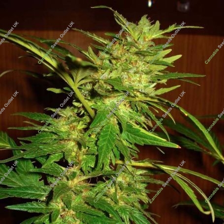 Swiss Cheese Regular Marijuana Strain by Nirvana For Sale Online at Cannabis Seeds Outlet