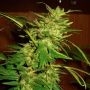 Swiss Cheese Regular Marijuana Strain by Nirvana For Sale Online at Cannabis Seeds Outlet