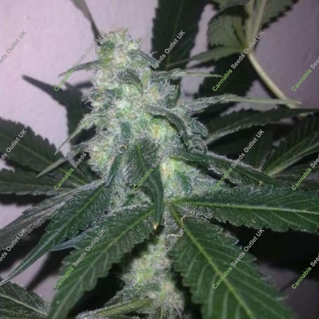 Swiss Cheese Auto Feminized Marijuana Strain by Nirvana For Sale Online at Cannabis Seeds Outlet