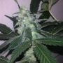 Swiss Cheese Auto Feminized Marijuana Strain by Nirvana For Sale Online at Cannabis Seeds Outlet