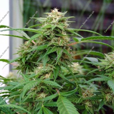 White Rhino Regular Marijuana Strain by Nirvana For Sale Online at Cannabis Seeds Outlet