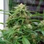 White Rhino Regular Marijuana Strain by Nirvana For Sale Online at Cannabis Seeds Outlet