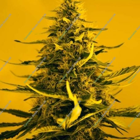 White Widow Auto Feminized Marijuana Strain by Nirvana For Sale Online at Cannabis Seeds Outlet