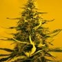White Widow Regular Marijuana Strain by Nirvana For Sale Online at Cannabis Seeds Outlet