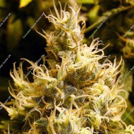 Wonder Woman Feminized Marijuana Strain by Nirvana For Sale Online at Cannabis Seeds Outlet