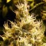 Wonder Woman Feminized Marijuana Strain by Nirvana For Sale Online at Cannabis Seeds Outlet
