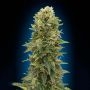 Afghan Mass Auto Feminized Marijuana Strain by OO Seeds For Sale Online at Cannabis Seeds Outlet