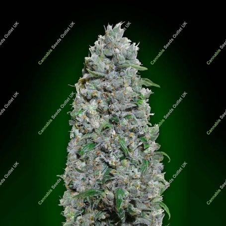 Afghan Mass XXL Auto Feminized Marijuana Strain by OO Seeds For Sale Online at Cannabis Seeds Outlet