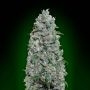 Afghan Mass XXL Auto Feminized Marijuana Strain by OO Seeds For Sale Online at Cannabis Seeds Outlet