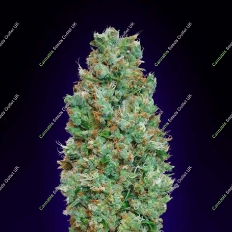 Blueberry Feminized Marijuana Strain by OO Seeds For Sale Online at Cannabis Seeds Outlet