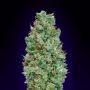 Blueberry Feminized Marijuana Strain by OO Seeds For Sale Online at Cannabis Seeds Outlet