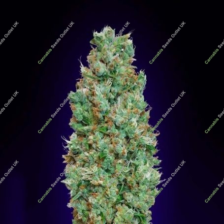Blueberry Auto Feminized Marijuana Strain by OO Seeds For Sale Online at Cannabis Seeds Outlet