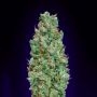 Blueberry Auto Feminized Marijuana Strain by OO Seeds For Sale Online at Cannabis Seeds Outlet