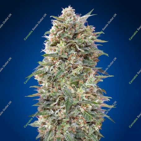 California Kush Feminized Marijuana Strain by OO Seeds For Sale Online at Cannabis Seeds Outlet