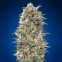 California Kush Feminized Marijuana Strain by OO Seeds For Sale Online at Cannabis Seeds Outlet