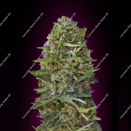 Caramel Kush Feminized Marijuana Strain by OO Seeds For Sale Online at Cannabis Seeds Outlet