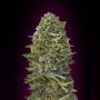 Caramel Kush Feminized Marijuana Strain by OO Seeds For Sale Online at Cannabis Seeds Outlet