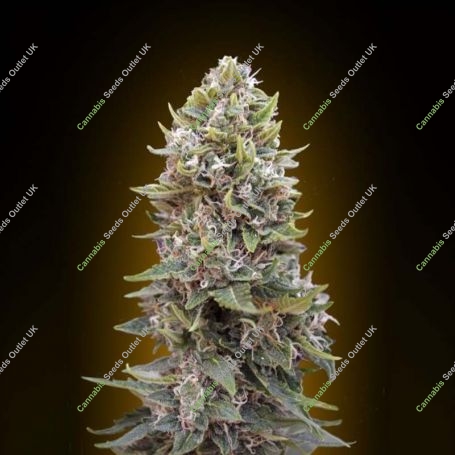 OO Cheese Auto (Hashchis) Feminized Marijuana Strain by OO Seeds For Sale Online at Cannabis Seeds Outlet
