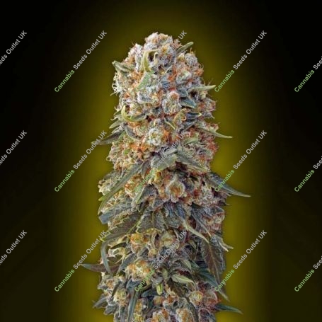 Sweet Critical Feminized Marijuana Strain by OO Seeds For Sale Online at Cannabis Seeds Outlet