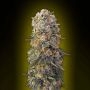 Sweet Critical Feminized Marijuana Strain by OO Seeds For Sale Online at Cannabis Seeds Outlet