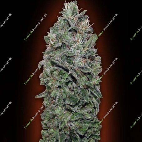 Sweet Soma Feminized Marijuana Strain by OO Seeds For Sale Online at Cannabis Seeds Outlet
