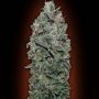 Sweet Soma Feminized Marijuana Strain by OO Seeds For Sale Online at Cannabis Seeds Outlet