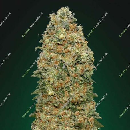 White Widow Feminized Marijuana Strain by OO Seeds For Sale Online at Cannabis Seeds Outlet